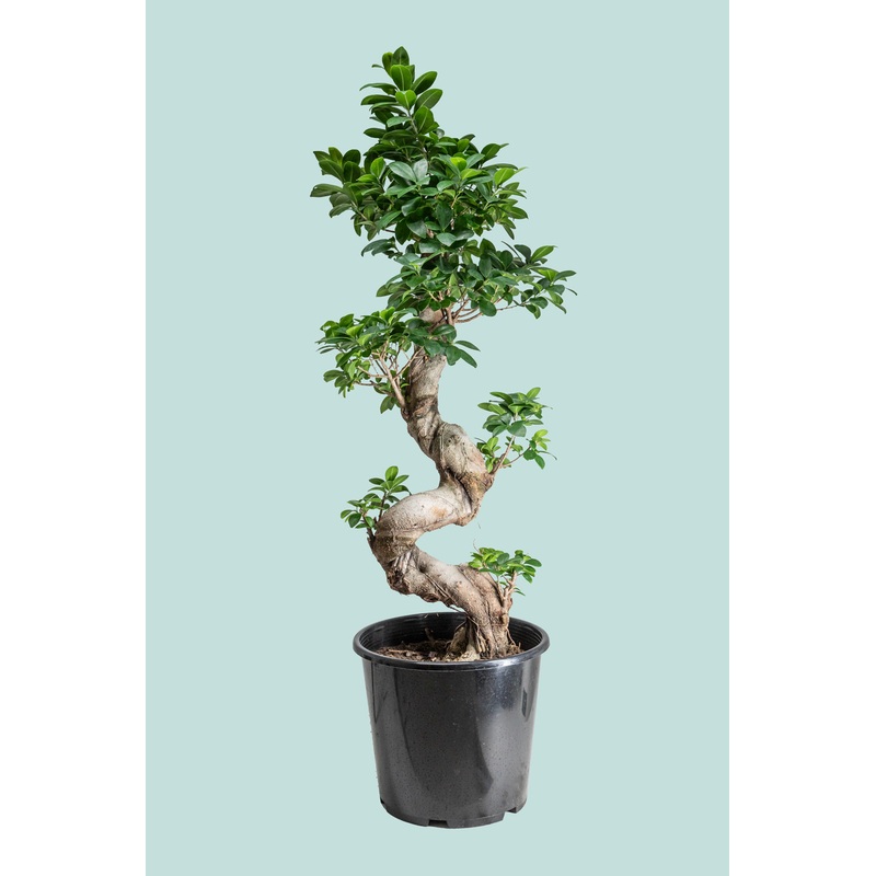 S Bend – Ficus microcarpa – 10L / 25cm / Large