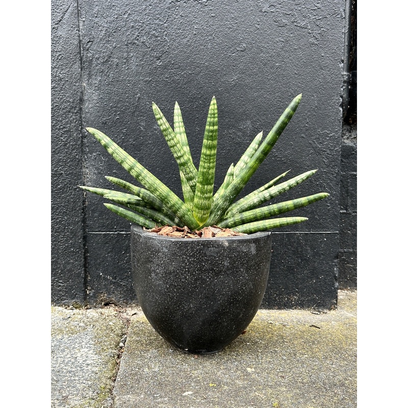 Sansevieria cylindrica in 20cm Black Terrazzo