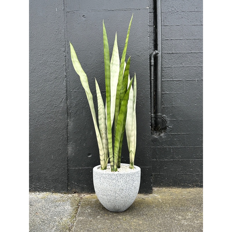 Sansevieria ‘Moonshine’ in 20cm Grey Terrazzo