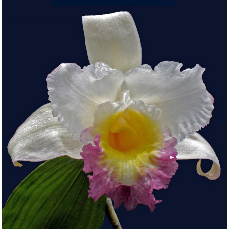 Sobralia gentryi