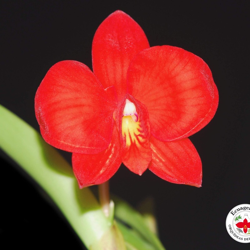 Sophronitis coccinea ‘Gigi’ x Sophrontis coccinea