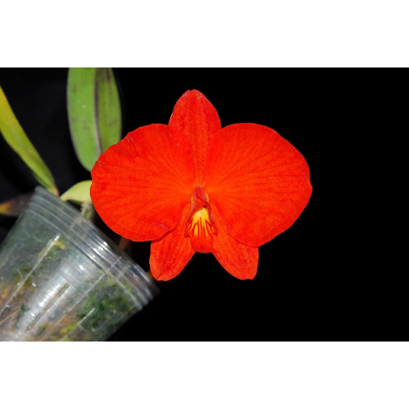 Sophronitis coccinea round form