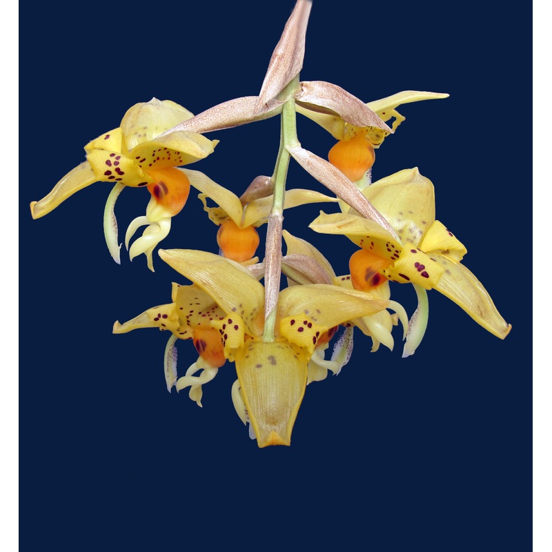 Stanhopea embreei orange