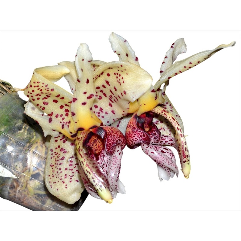 Stanhopea Shinjik x Stan. Lydia Bush x Stan. insignis