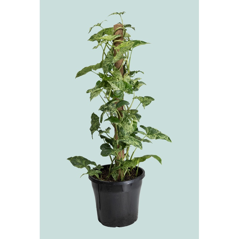 Syngonium podophyllum ‘Mojito’ on Coir Pole – 8L / 25cm / Large