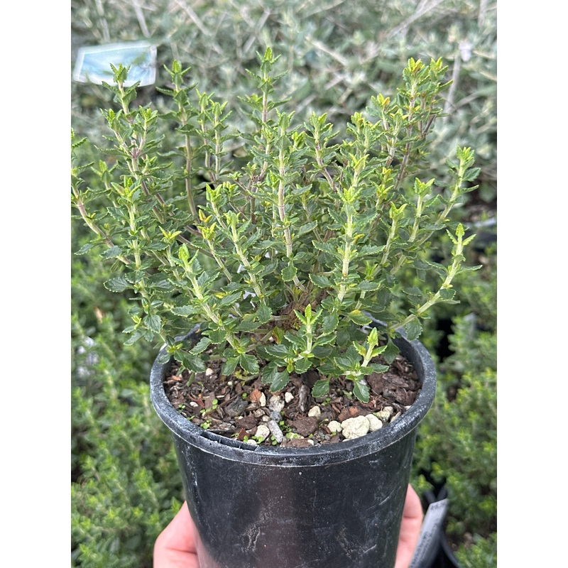 Teucrium Chamaedrys