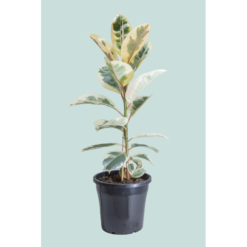 Tineke Ficus elastica – 10L / 25cm / Large