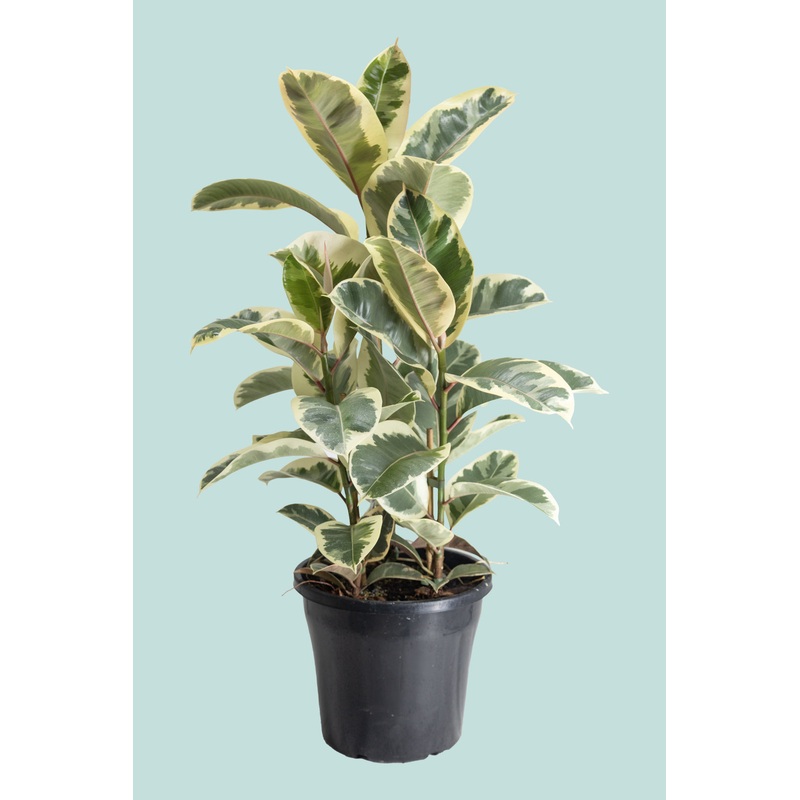 ‘Tineke’ Ficus elastica Multi-Planted – 10L / 25cm / Large