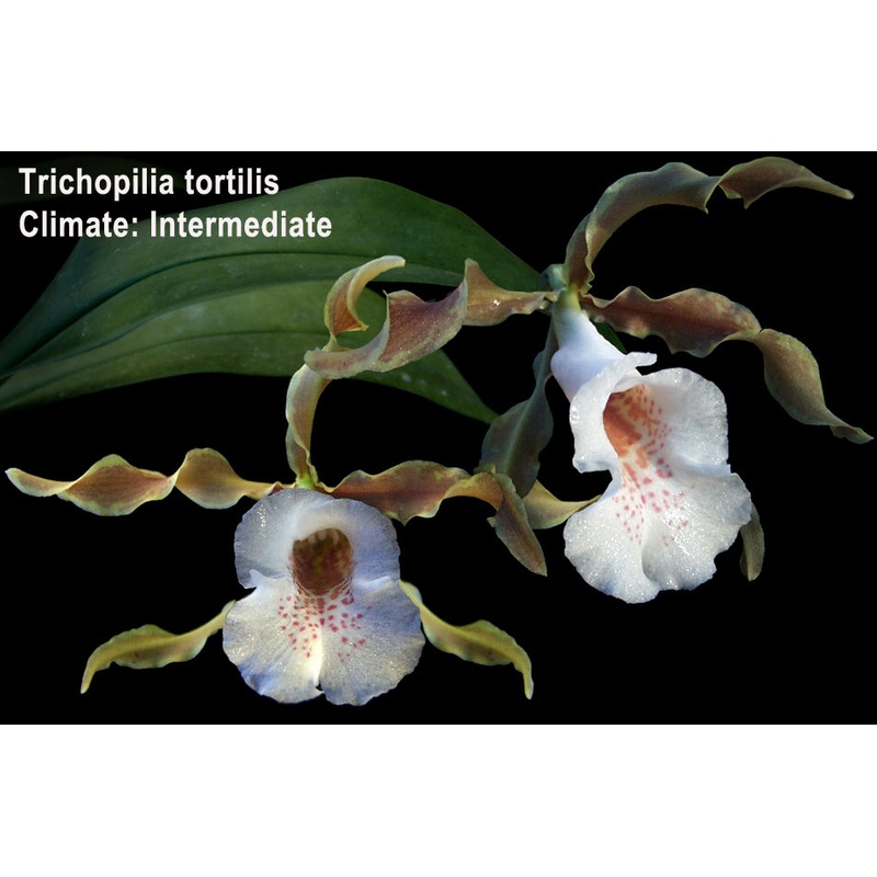 Trichopilia tortilis