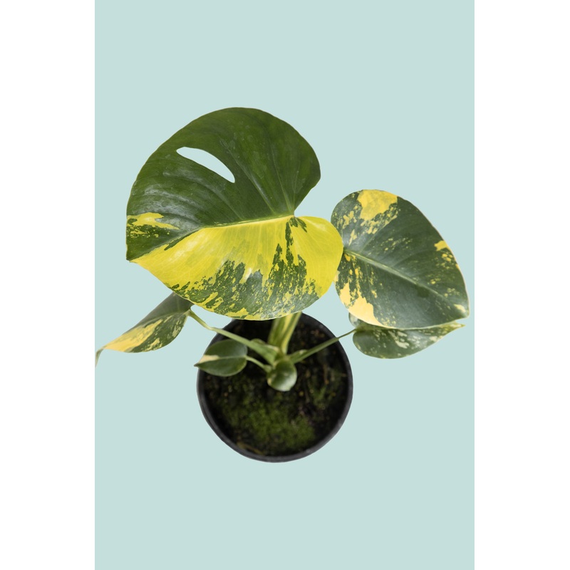 Variegated Monstera deliciosa ‘Aurea’ – 1.3L / 14cm / Small