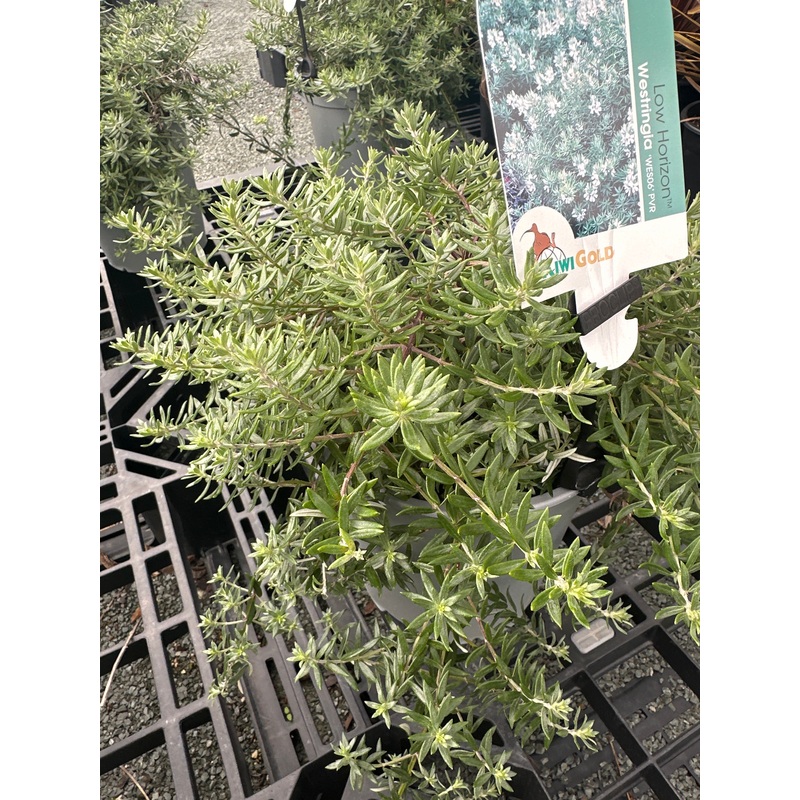 Westringia Low Horizon