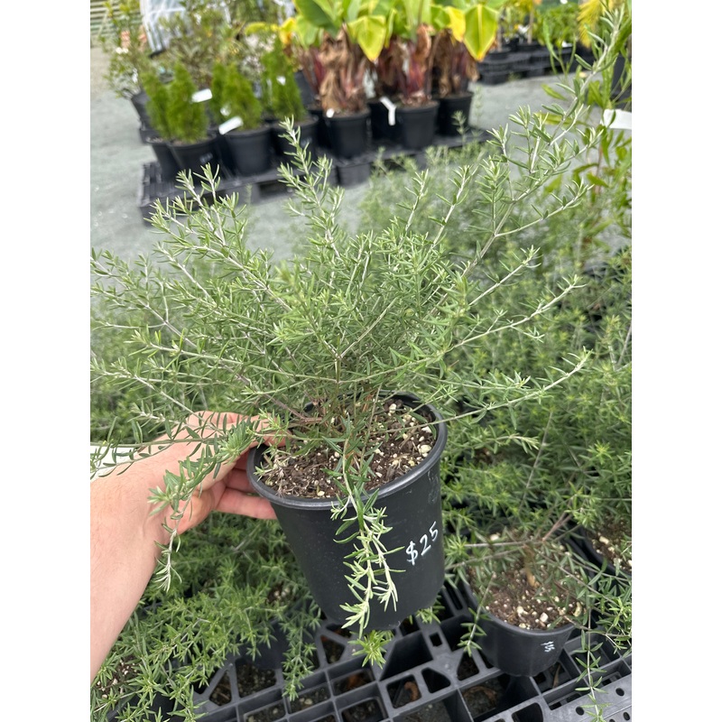 Westringia Wynyabbie Gem