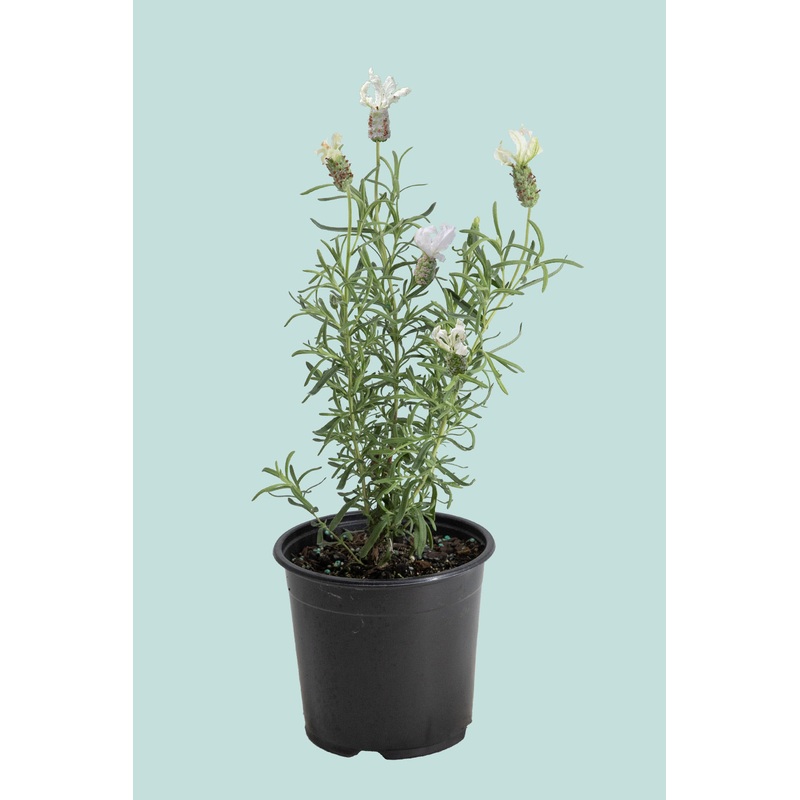 White Lavender ‘Sensation’ PVR  – Lavender stoechas – 1L / 14cm / Small