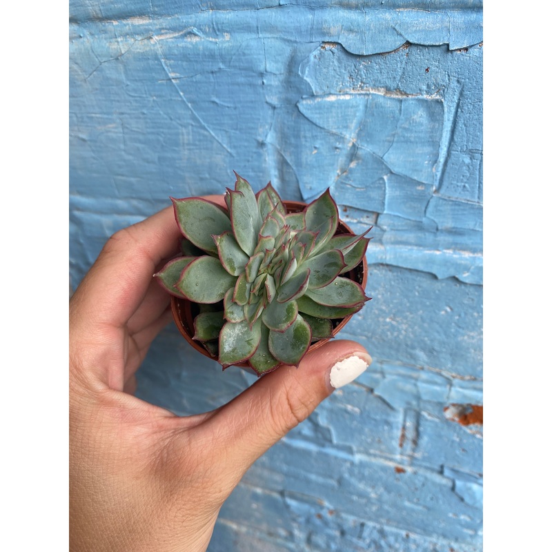 2.5 Crested Echeveria Pulidonis