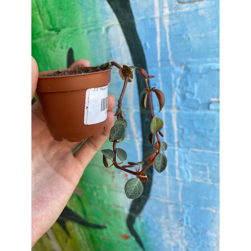 2.5 Peperomia Red Log | Verticillata