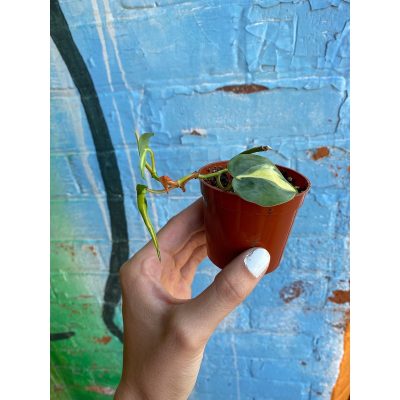 2.5 Philodendron Brasil