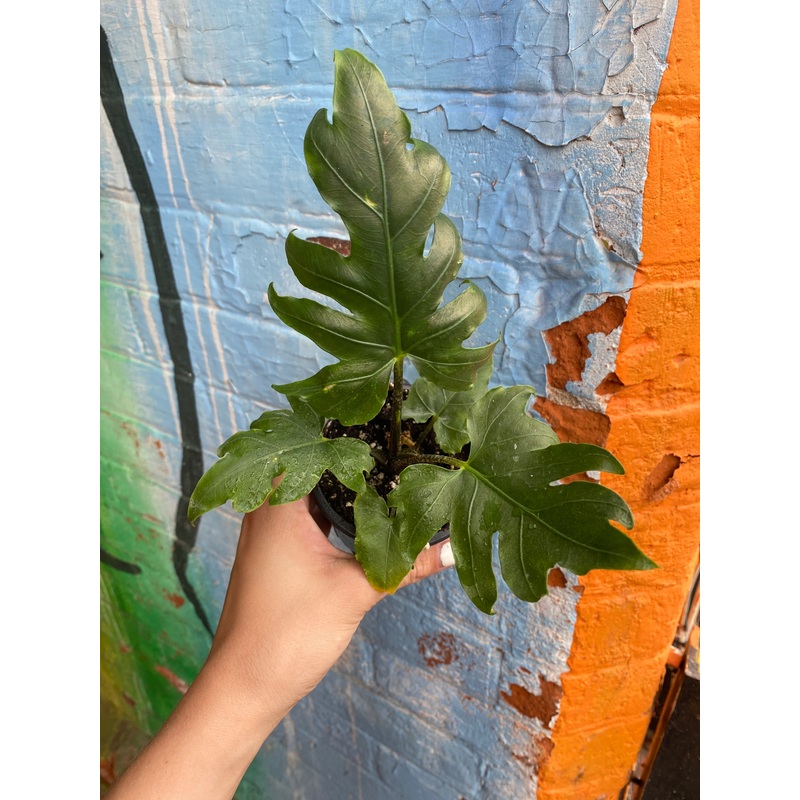 3.5 Alocasia brancifolia Pink Passion
