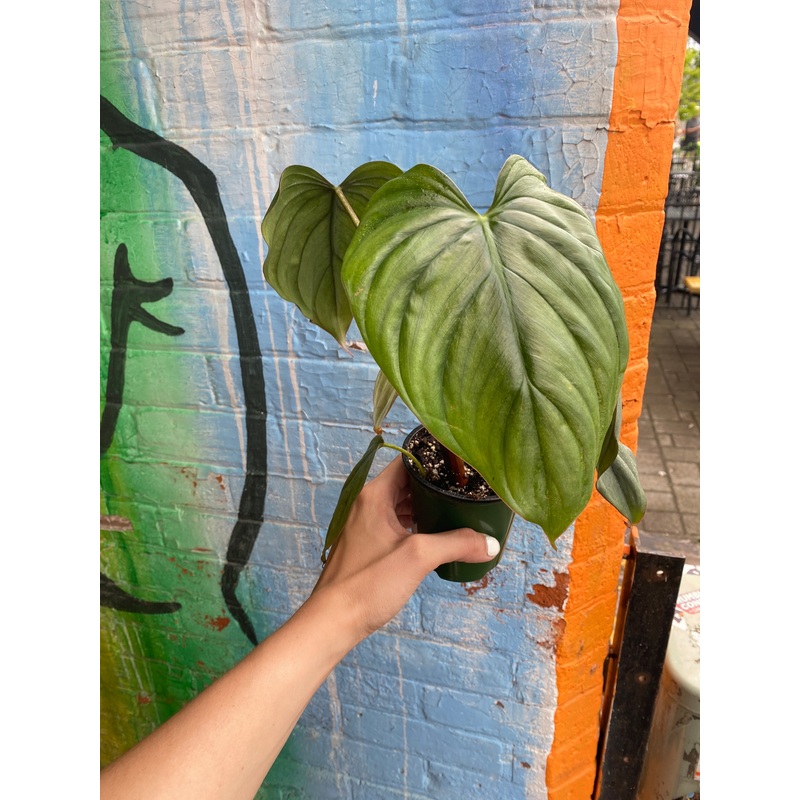 3.5 Philodendron Columbia