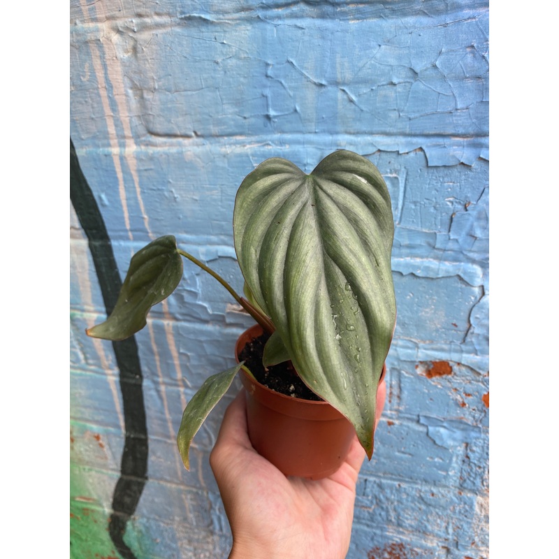 3.5 Philodendron Columbia (small)