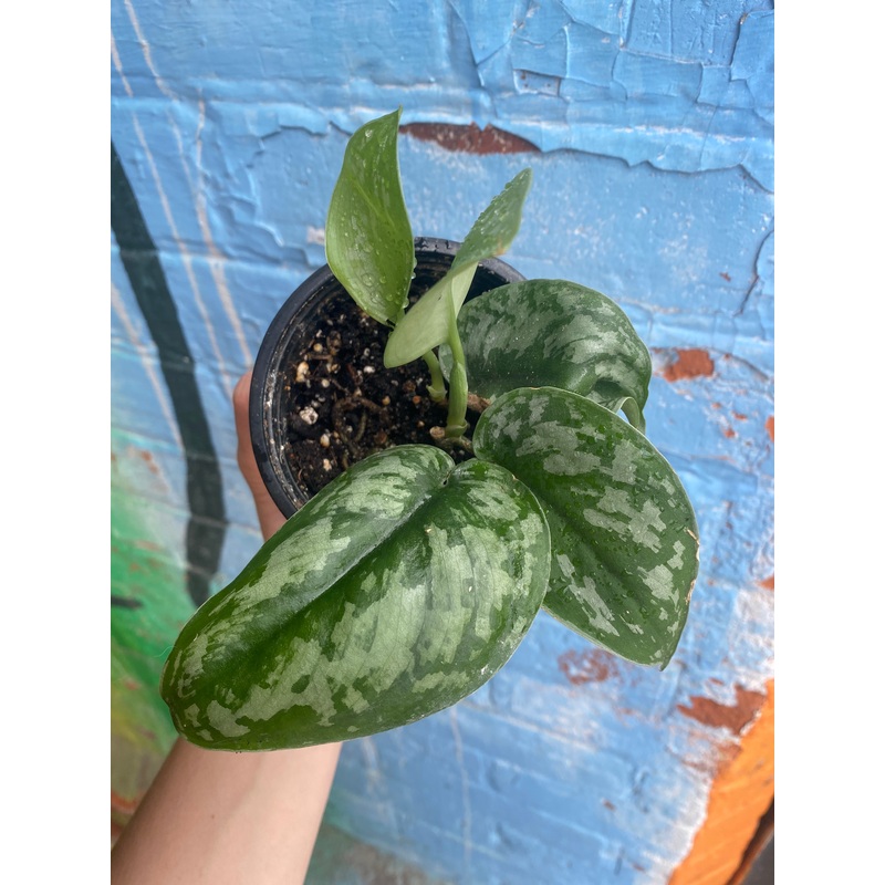 3.5 Scindapsus Pictus Exotica