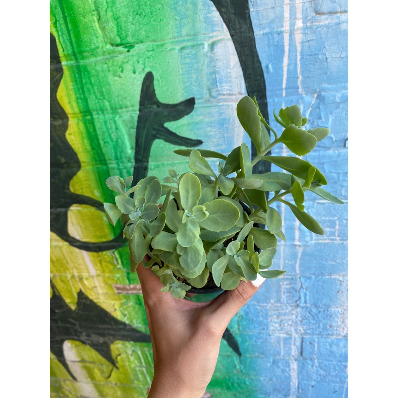 4 Autumn Stonecrop | Sedum Herbstfreude
