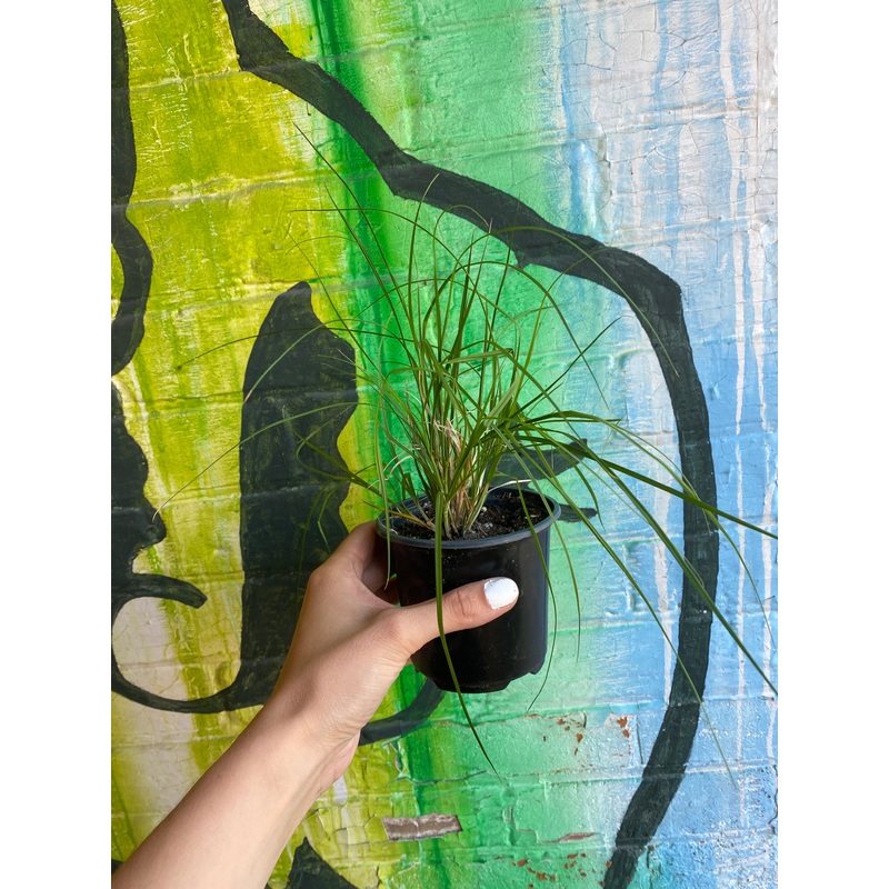 4 Plains Oval Sedge | Carex brevior
