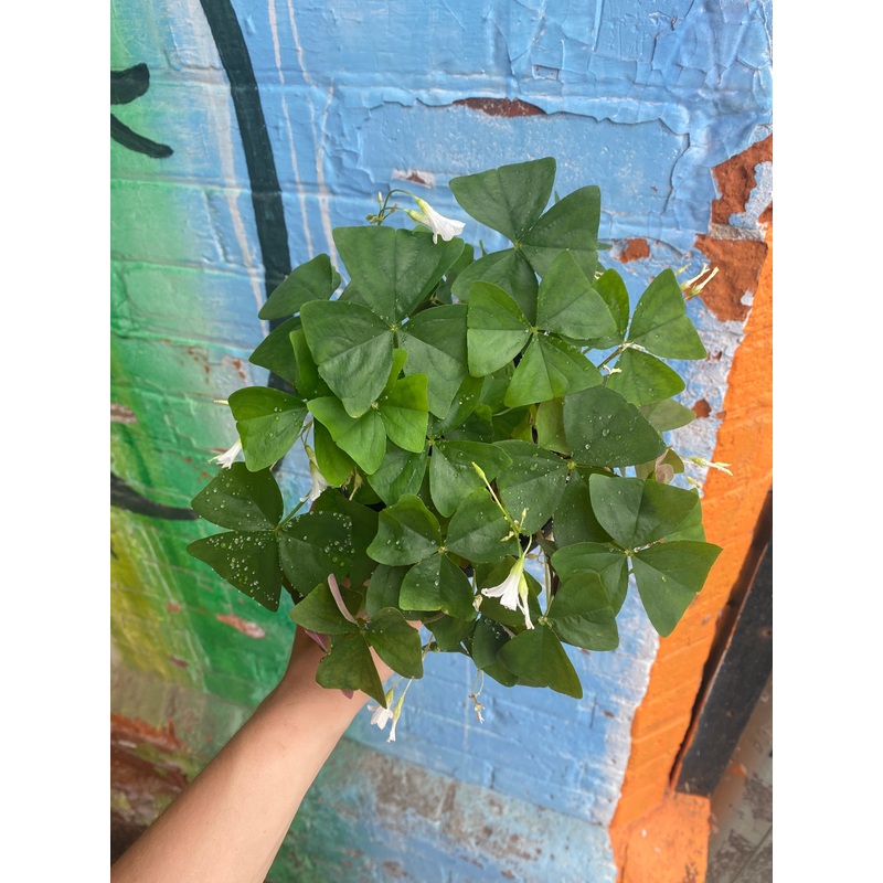 5 Oxalis Triangularis Green