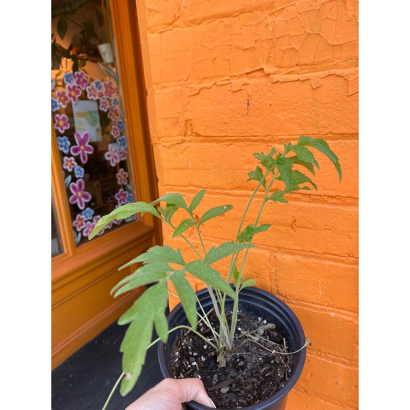 6.5 Grey-Headed Cone Flower | Ratibida pinnata