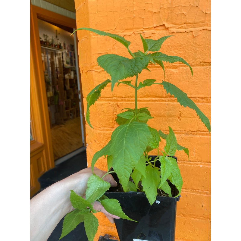 6.5 White Snake Root | Ageratina altissima