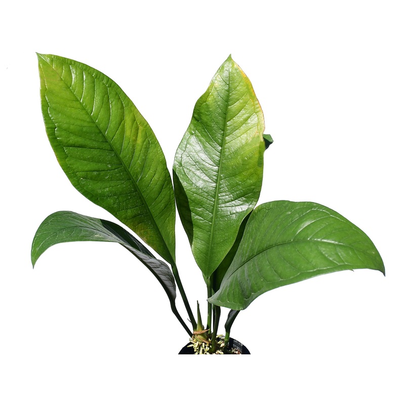 Anthurium oxycarpum