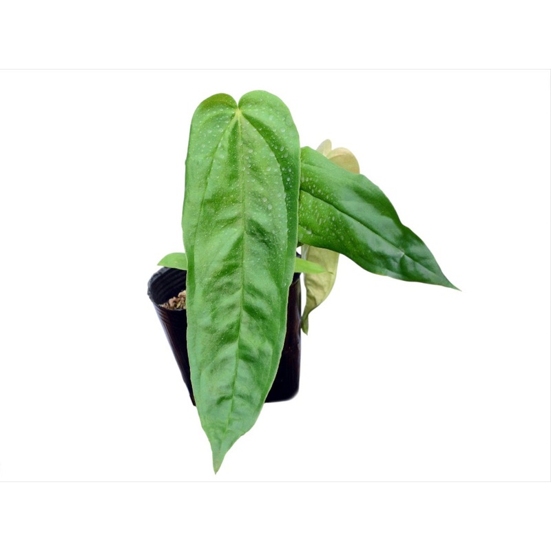 Anthurium pandurilaminum (seedling)