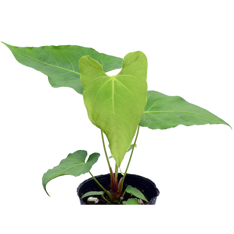 Anthurium rotundistigmatum (seedling)