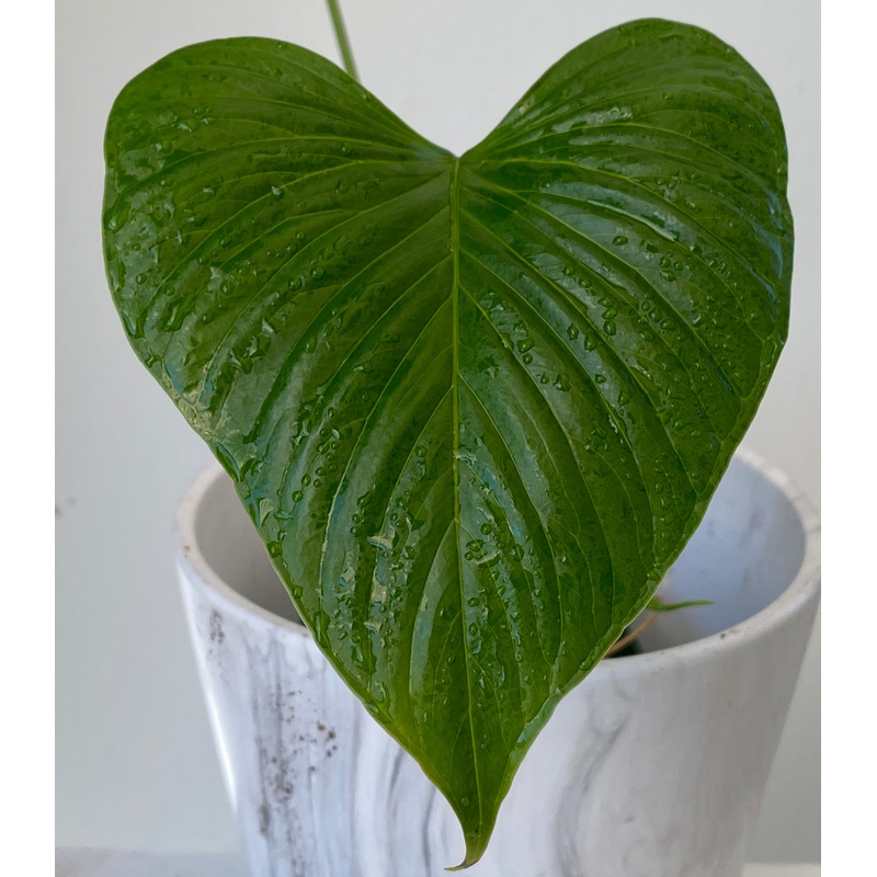 Anthurium sp Morona