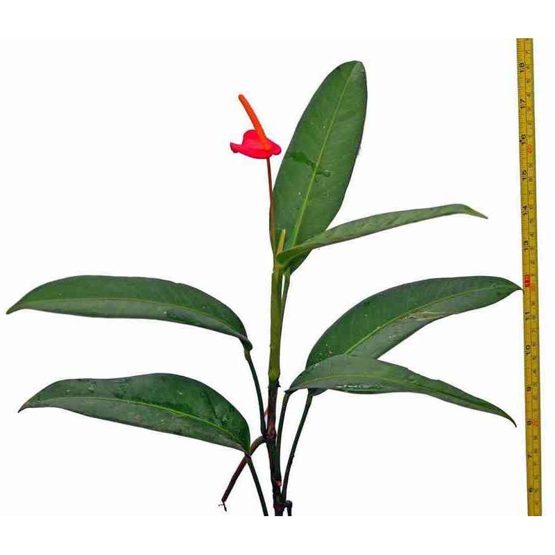 Anthurium vanderknaapii
