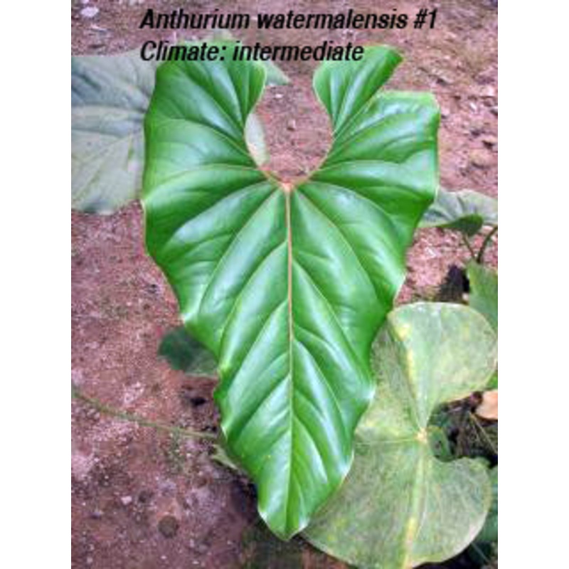 Anthurium watermaliense 1