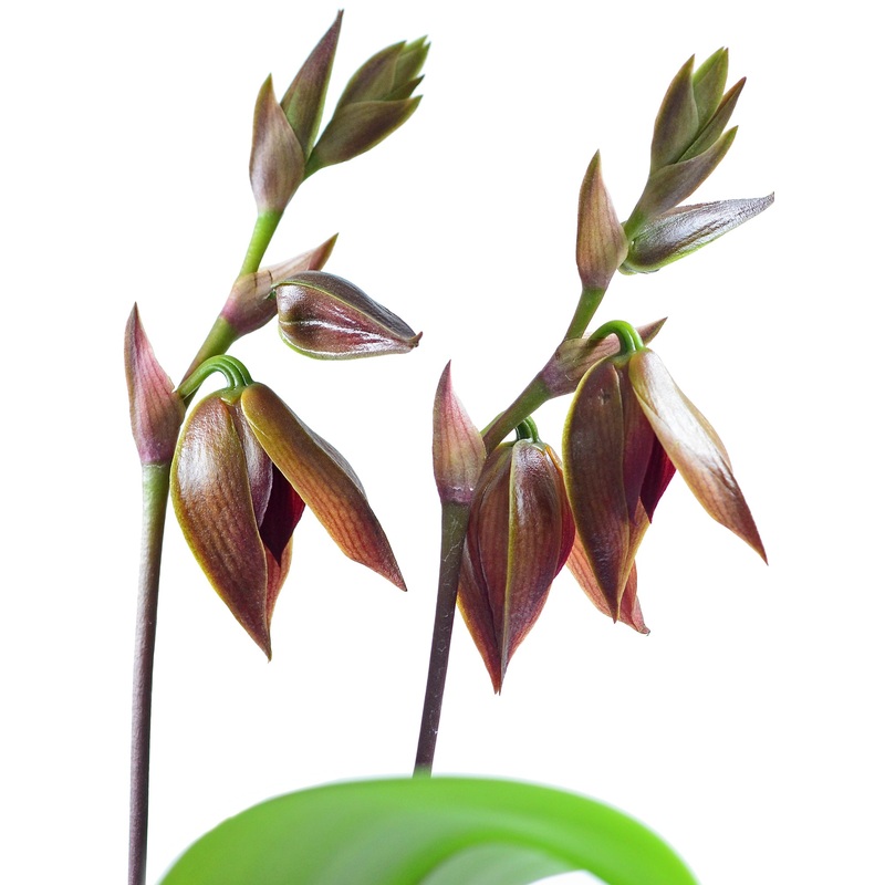 Bulbophyllum mandibulare