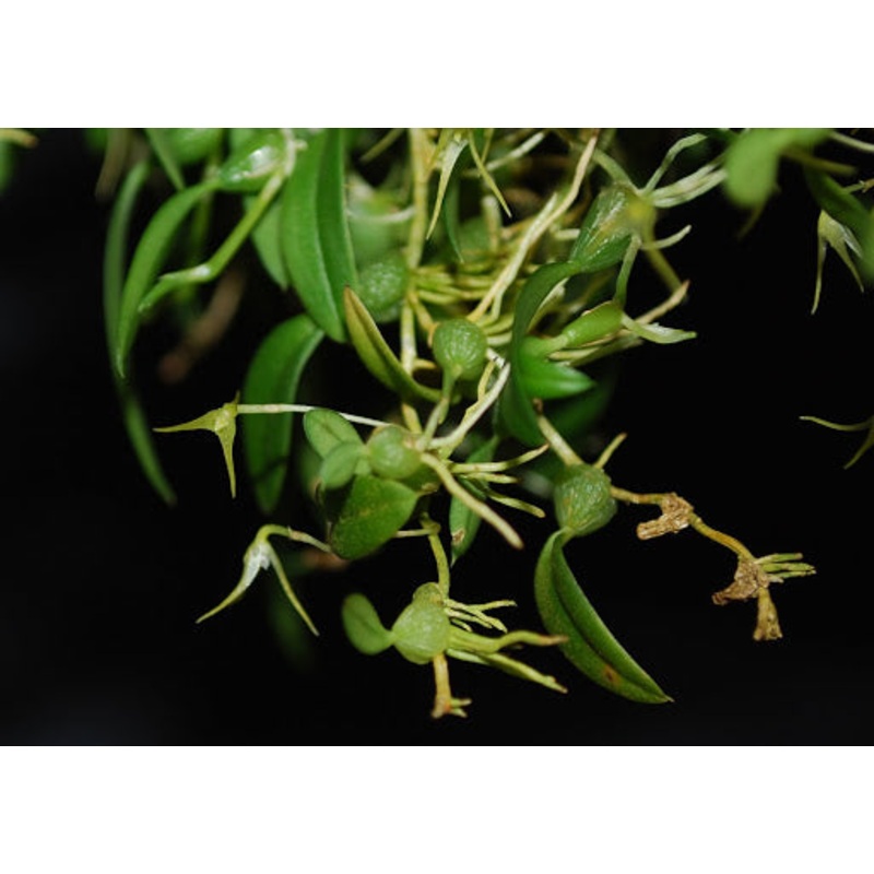Bulbophyllum mucronatum subsp. alagense