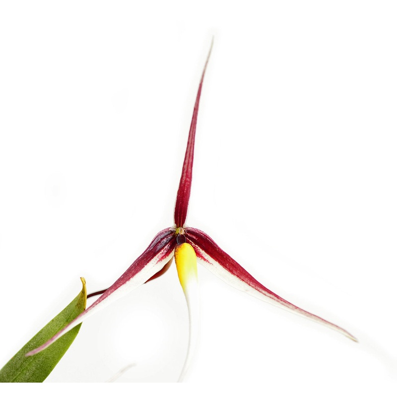 Bulbophyllum speciosum