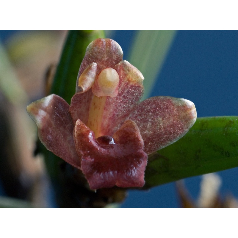 Christensonella nardoides