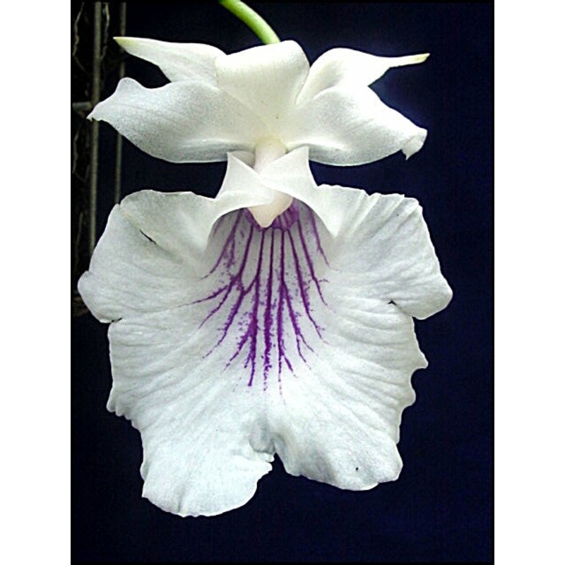 Cochleanthes amazonica