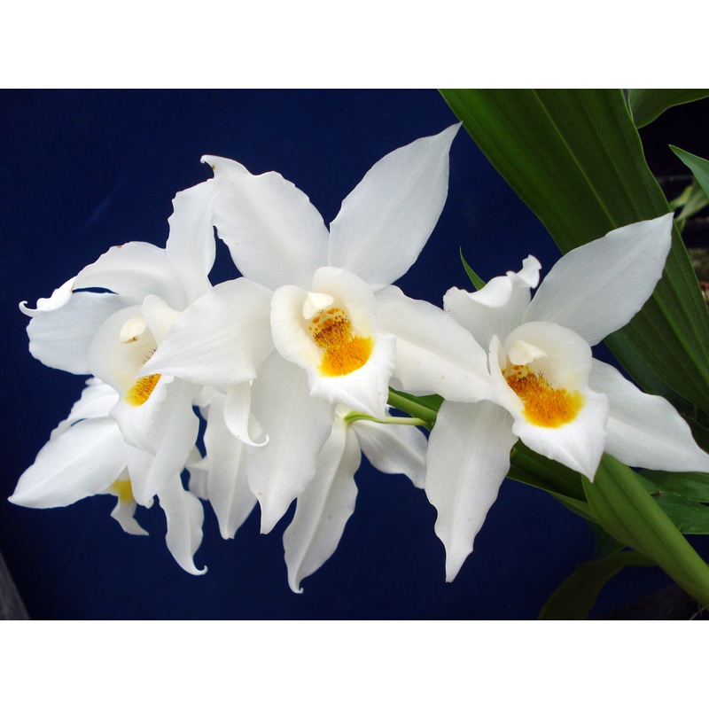 Coelogyne mooreana