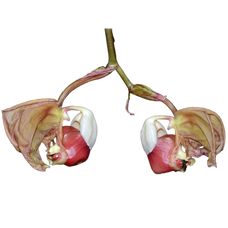 Coryanthes leucocorys