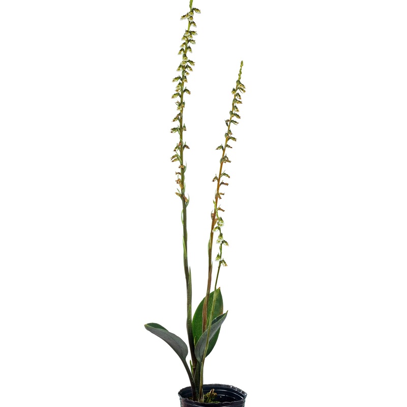 Cyclopogon lindleyanus