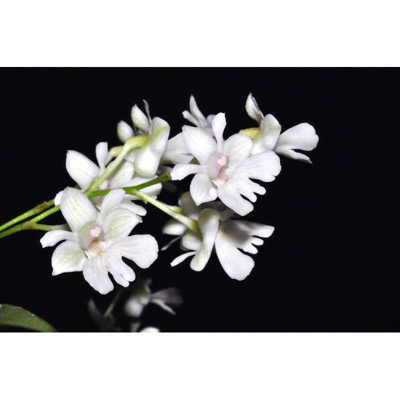 Dendrobium aberrans