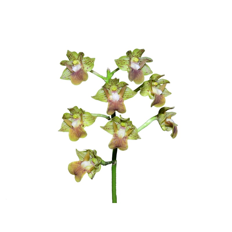 Dendrobium bifalce