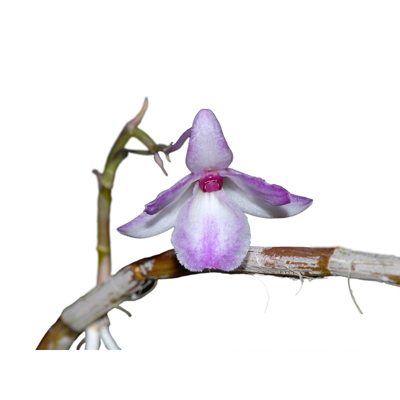Dendrobium calicopis