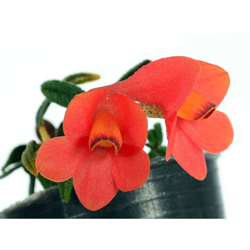 Dendrobium cuthbersonii f. orange x pink