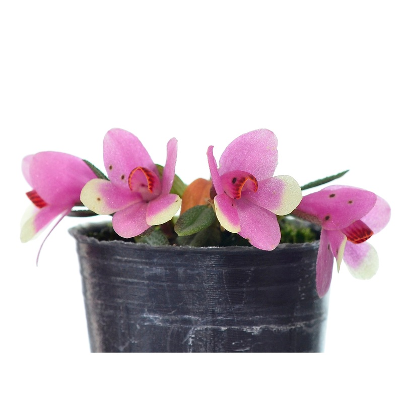 Dendrobium cuthbertsonii f. bicolor