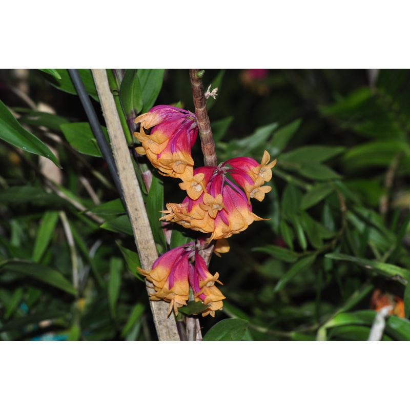 Dendrobium lawesii