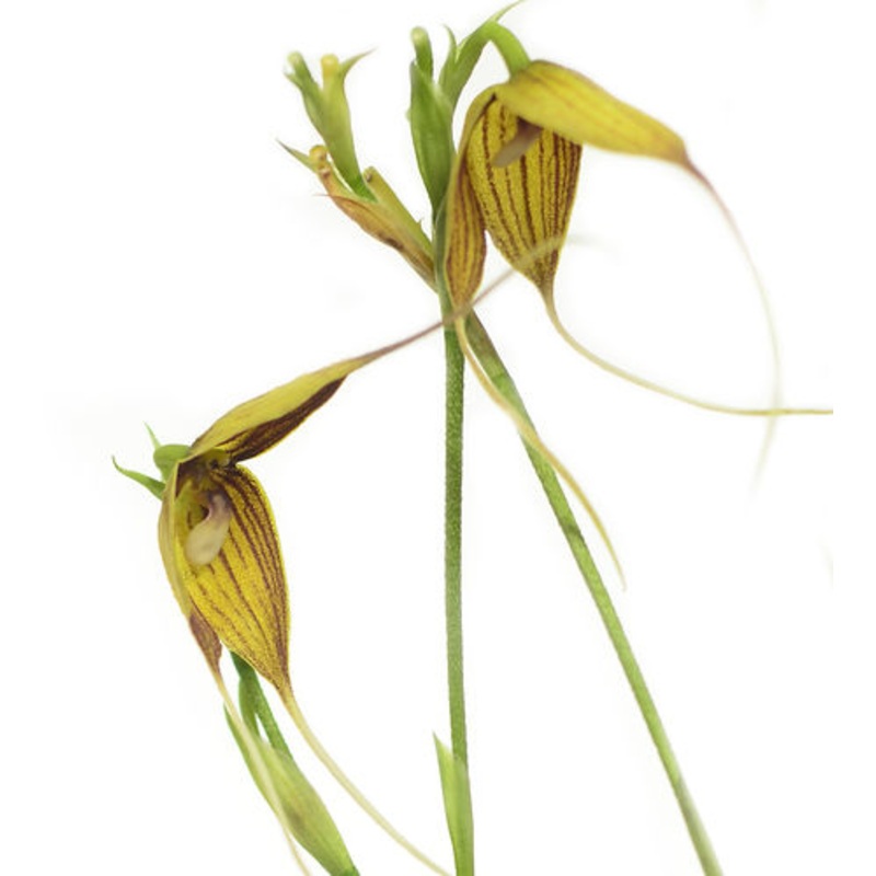 Dracula dodsonii